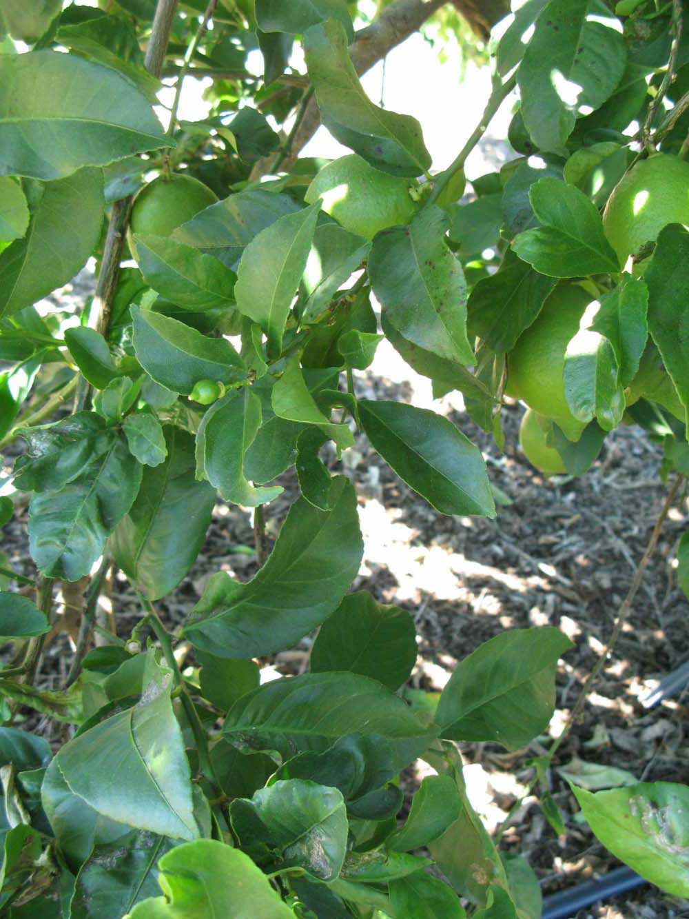              Shade leaves (Winter Haven, FL)       